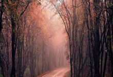 [田径]2025奉化马拉松鸣枪开跑.